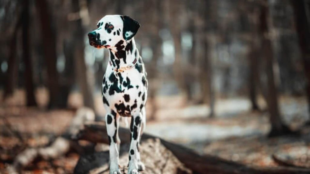 best toys for dalmatian puppies