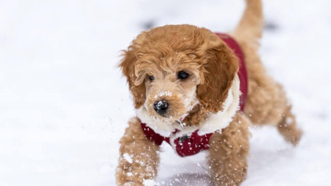 How To Train A Goldendoodle Dog? Ultimate Guide In 2022