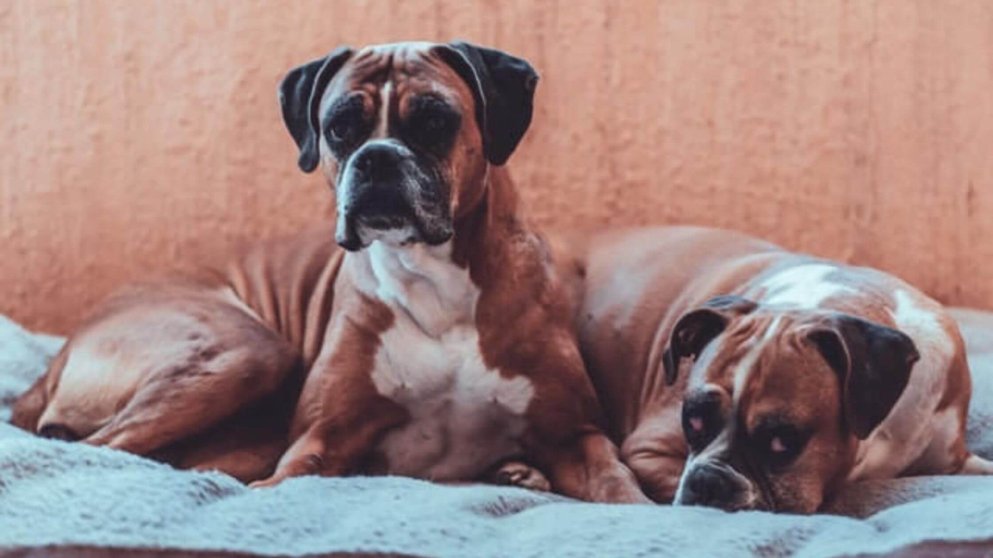 6 Best Dog Beds For Boxers Reviews & Buying Guide in 2024