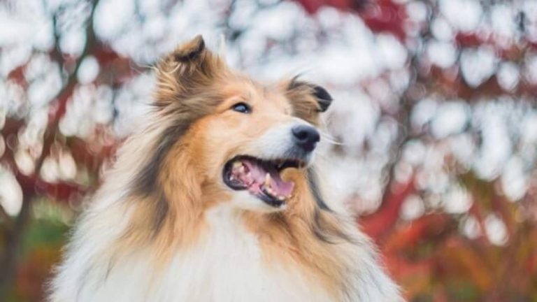 Best Collars For Shelties in 2024 ( Reviews & Top 5 Picks )