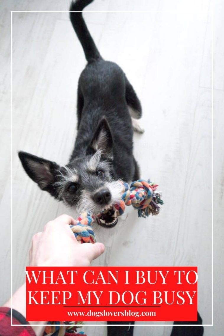 What Can I Buy To Keep My Dog Busy 5 Useful Items That Keep Pets