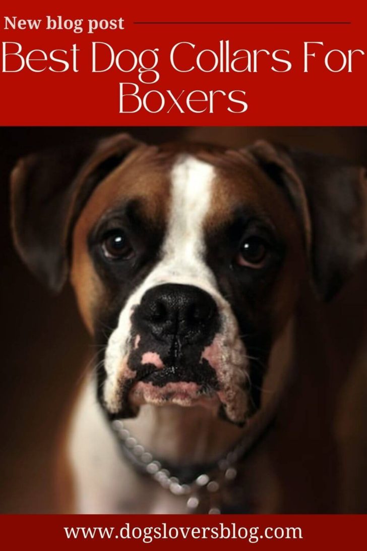 5 Best Dog Collars For Boxers A Guide to Finding the Perfect One