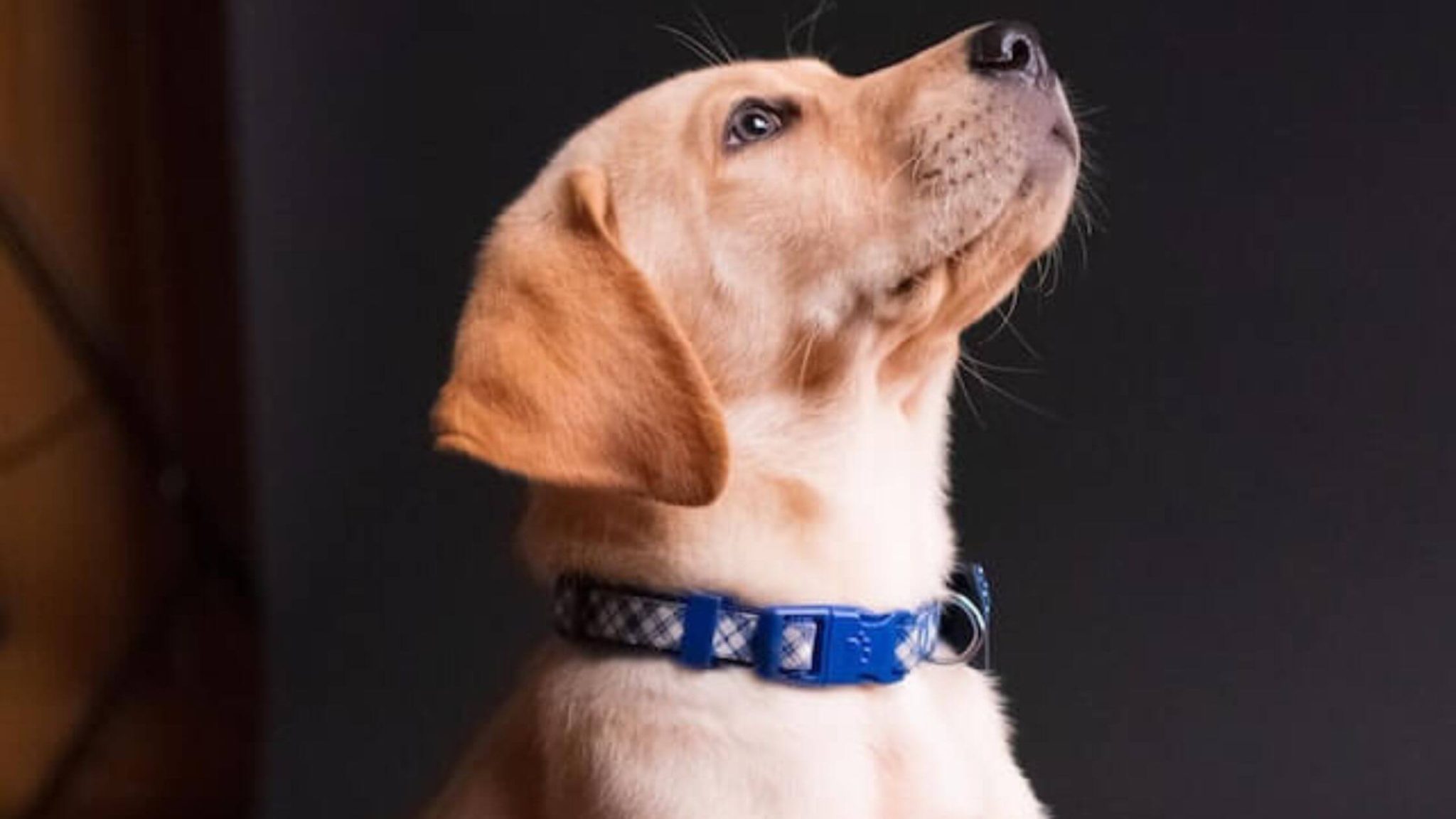Best Dog Collars For Night Time Walks in 2024 ( Top 5 Reviewed )