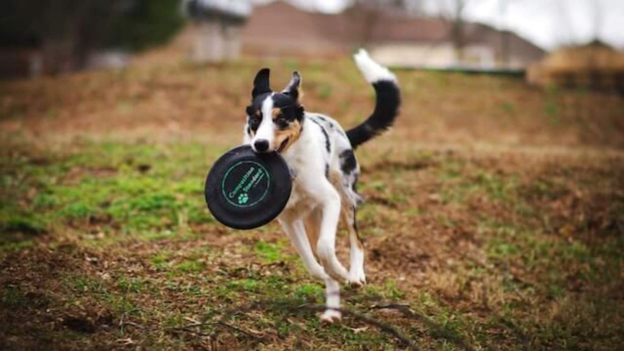 How To Teach My Dog To Play Frisbee A Comprehensive Guide with Stepby