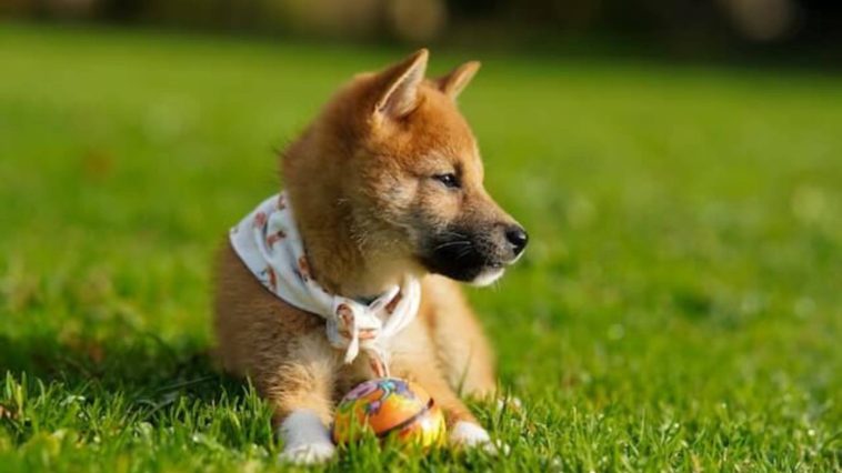 are shiba inus good with small dogs