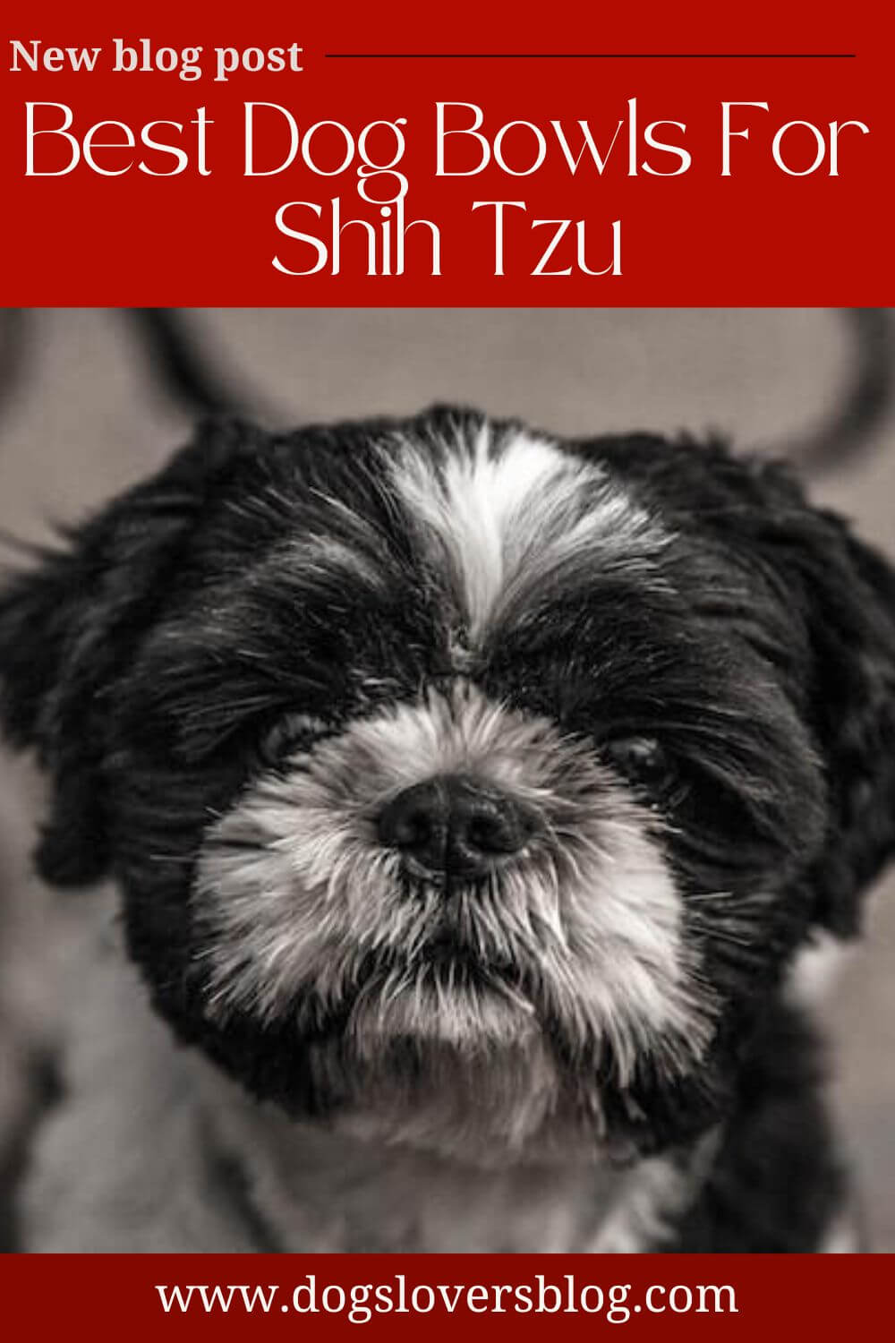 top-5-best-dog-bowls-for-shih-tzu-you-can-purchase-online