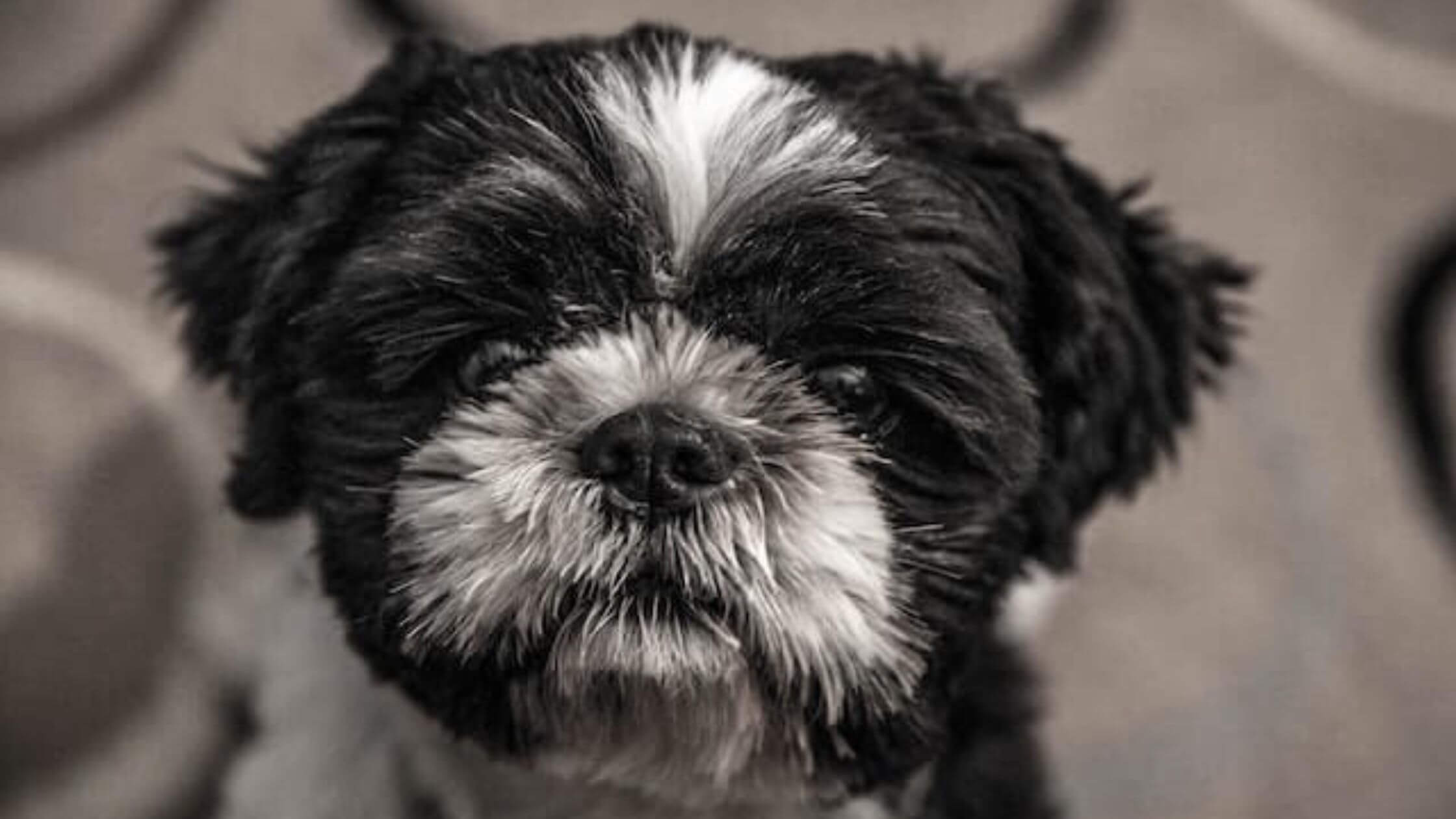 https://www.dogsloversblog.com/wp-content/uploads/2022/10/Best-Dog-Bowls-For-Shih-Tzu.jpg