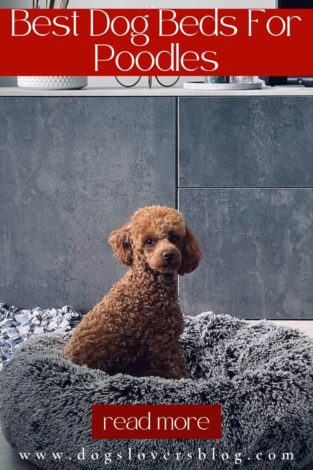 5 Best Dog Beds For Poodles In 2024: Keep Your Pooch Comfy And Cozy