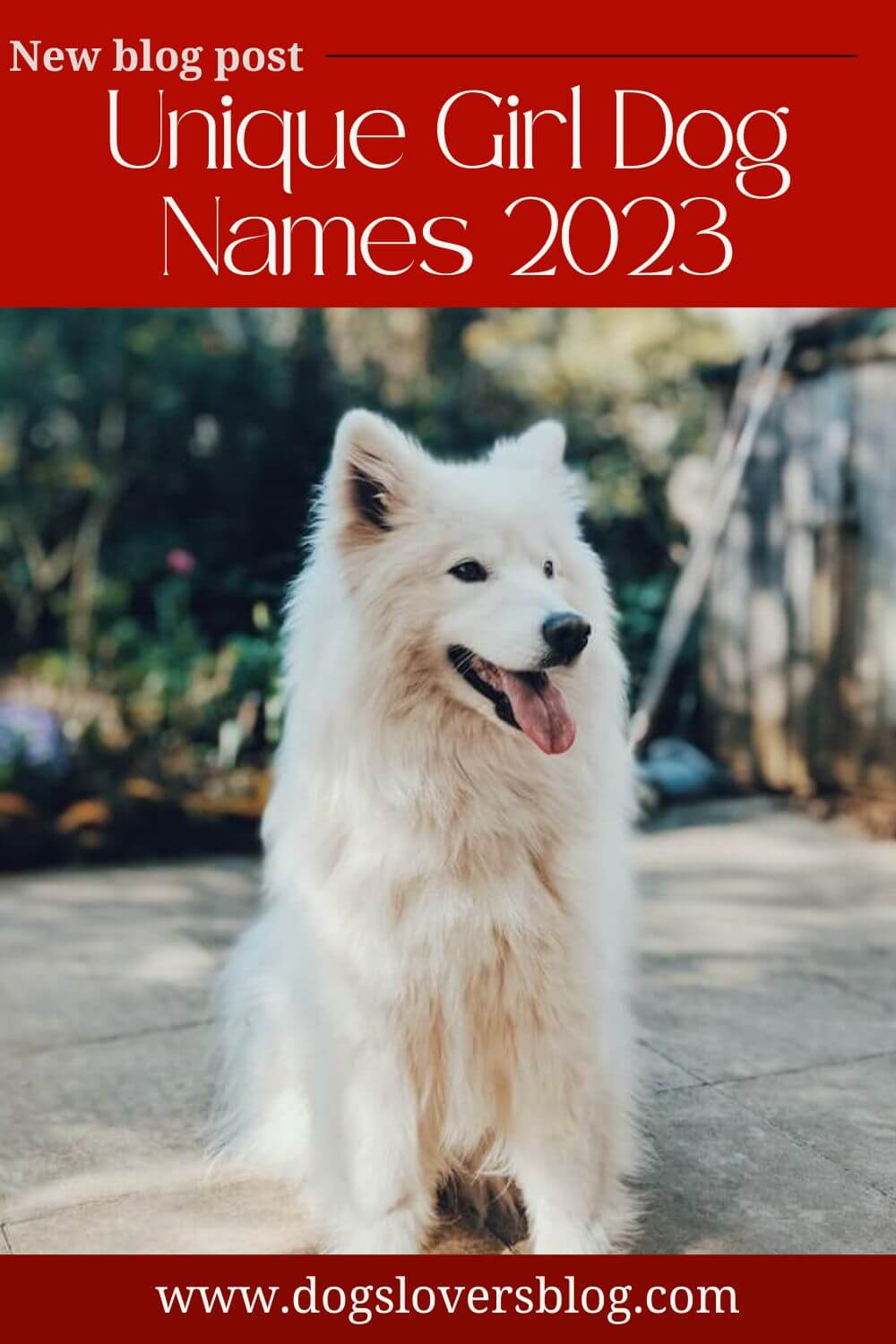 +700 Most Unique Girl Dog Names 2023 That You'll Love!