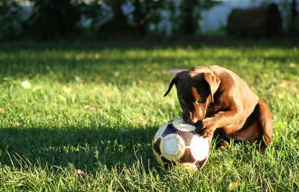 5-best-dog-proof-soccer-balls-in-2024-top-picks-reviews