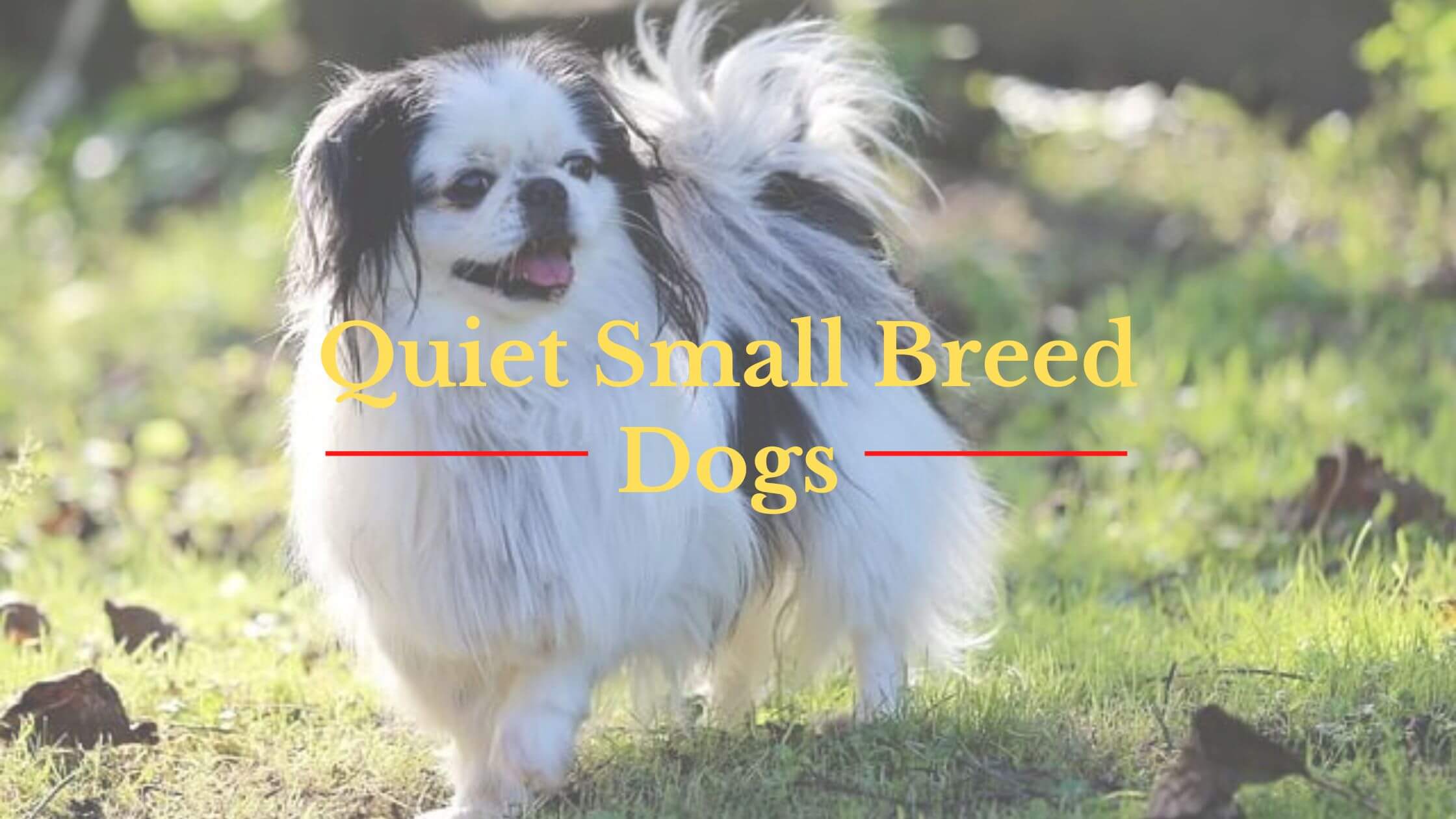 what is the worlds quietest breed of dog