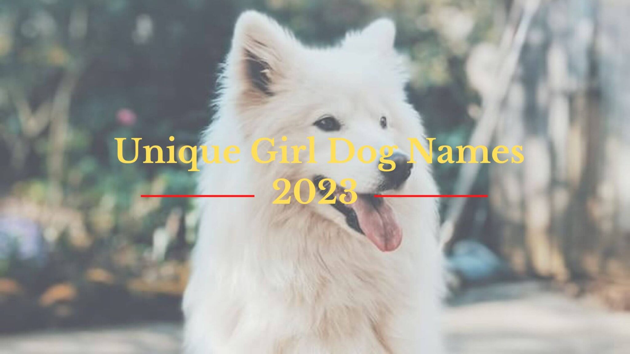 700-most-unique-girl-dog-names-2023-that-you-ll-love