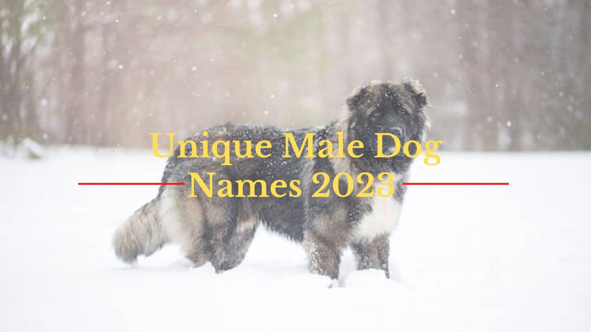 600-unique-male-dog-names-2023-that-will-make-your-dog-stand-out