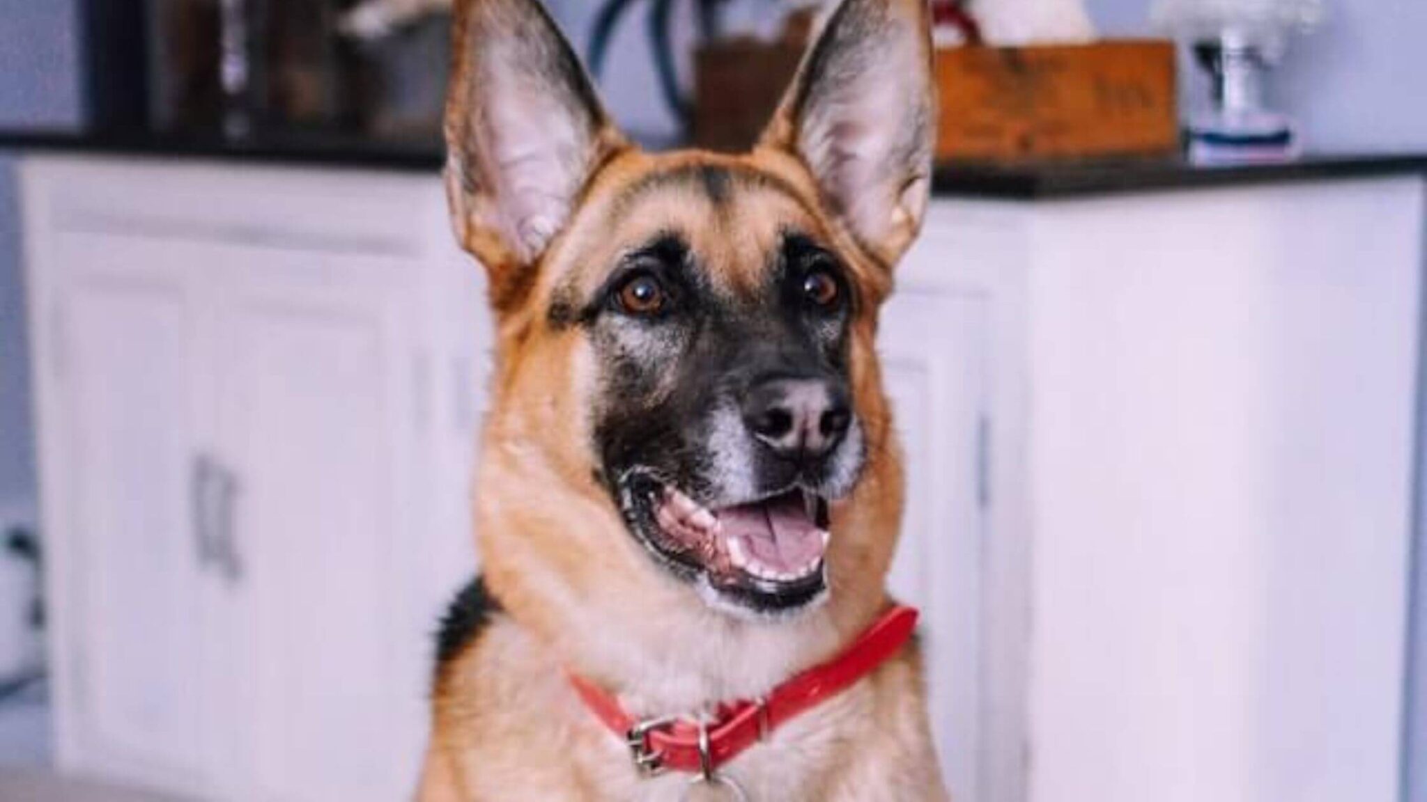 Best Dog Collars For German Shepherds in 2024 ( Top 5 Picks )