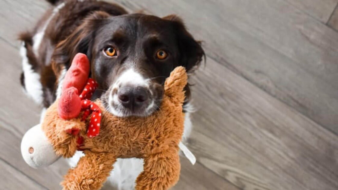 How To Choose The Best Dog Toys? Discover The Ultimate Guide To ...