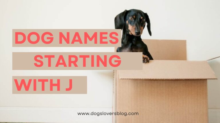 170-best-dog-names-starting-with-j-cute-and-cool-ideas