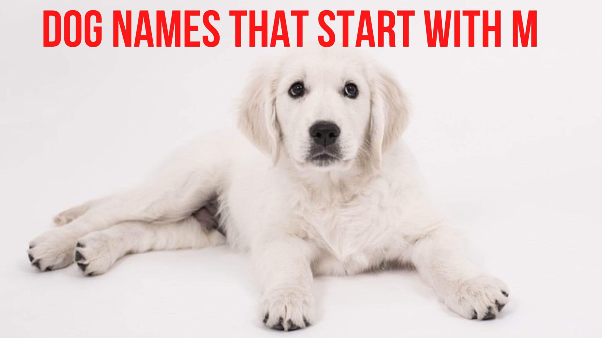 300-best-dog-names-that-start-with-m-the-ultimate-list-for-your-four