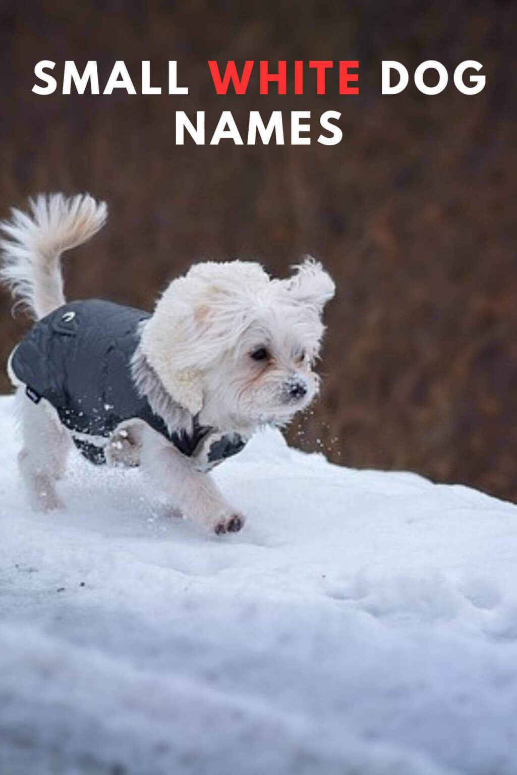 70-adorable-and-unique-small-white-dog-names-for-your-new-furry-friend