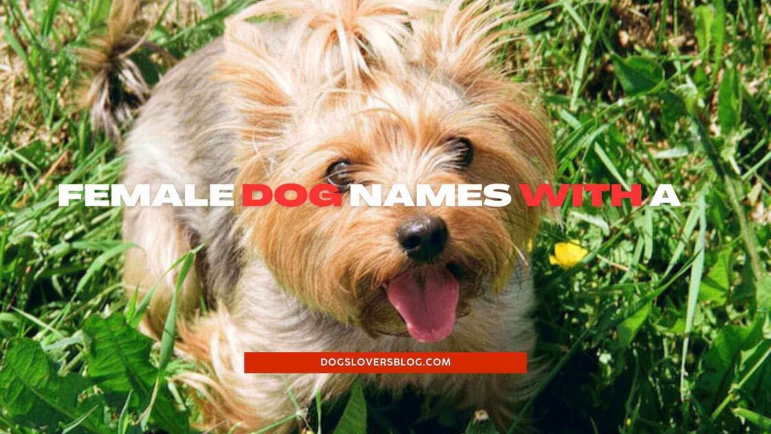 +20 Best Female Dog Names With A Stunning Female Dog Names to Consider