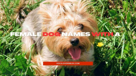 +20 Best Female Dog Names With A: Stunning Female Dog Names To Consider ...