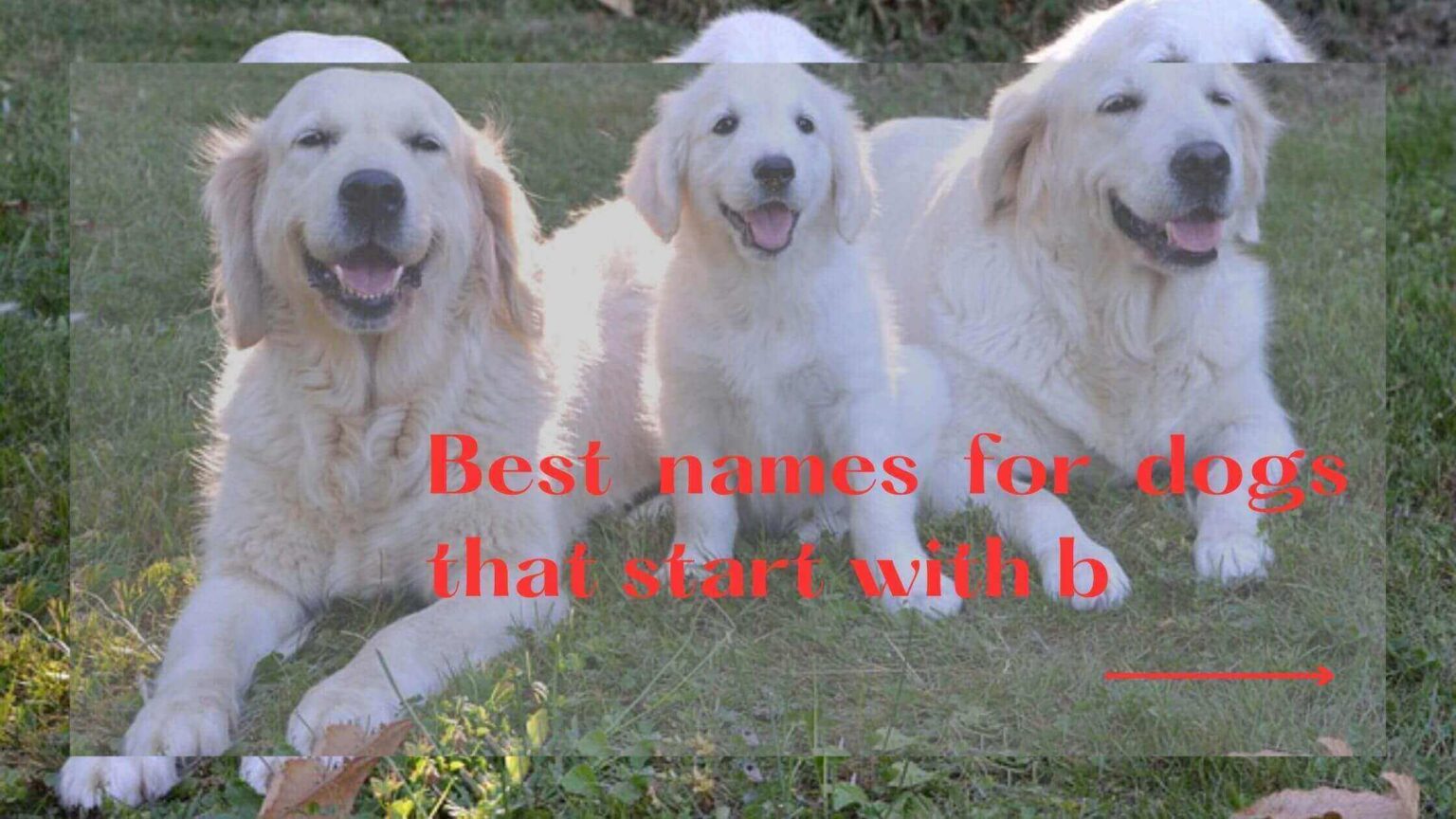 80-best-names-for-dogs-that-start-with-b-updated-2024