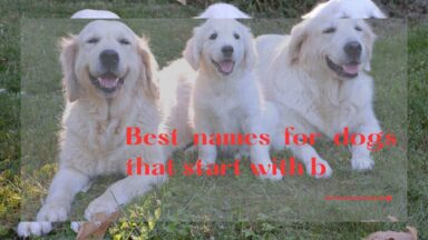 Names For Dogs That Start With B 384x216 