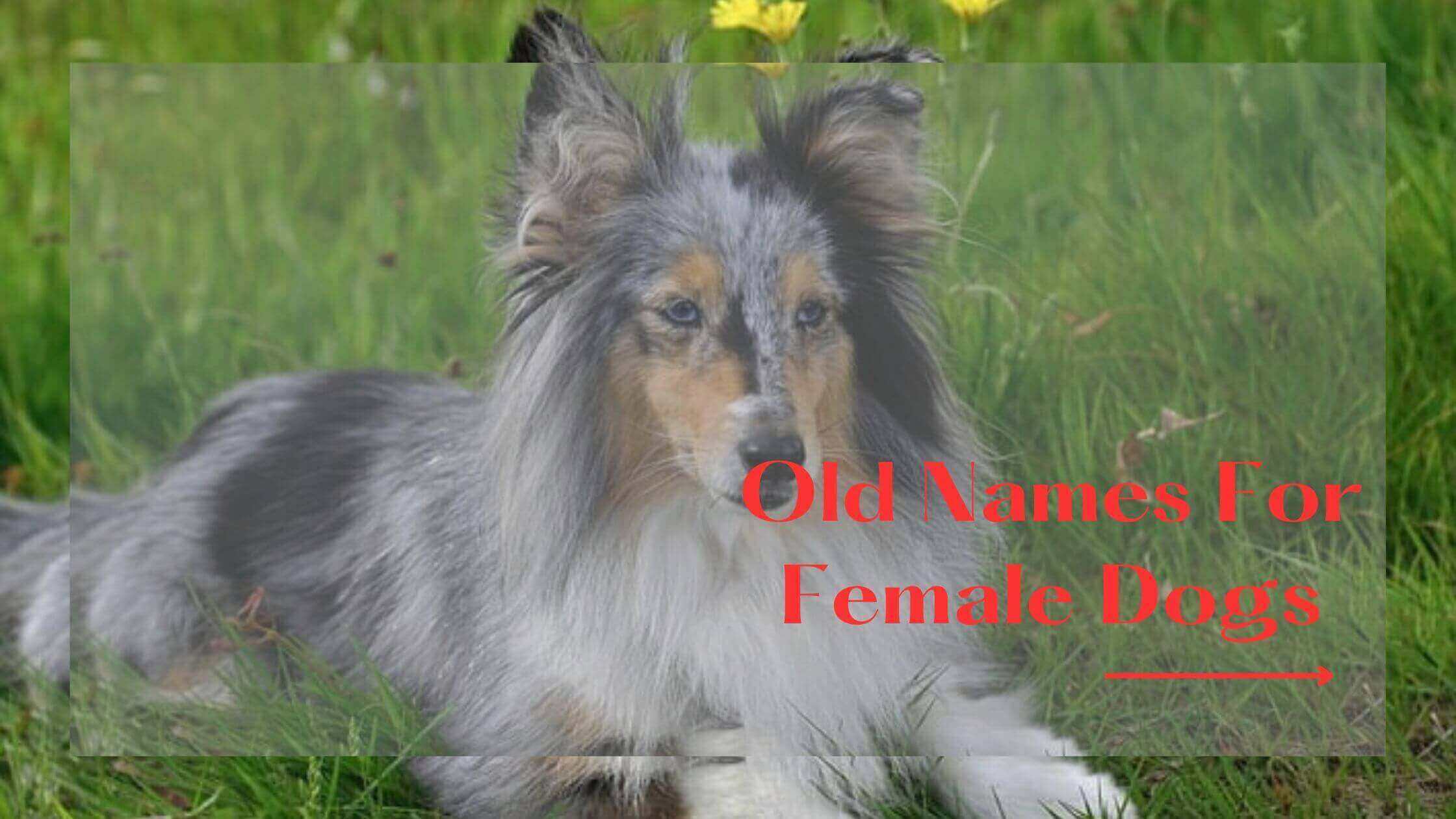 50-best-old-names-for-female-dogs-a-guide-to-old-lady-names-for-dogs