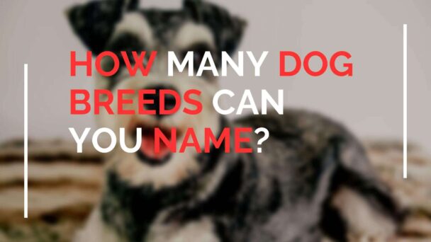 How Many Dog Breeds Can You Name? Can You Name Them All?