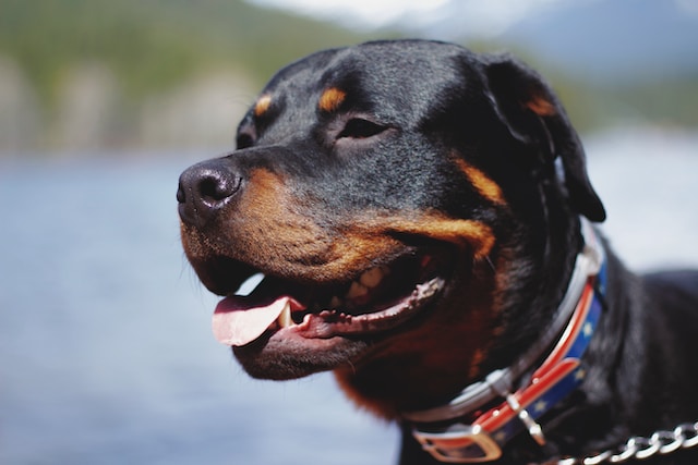 5 Best Dog Collars for Rottweilers Find Your Rottweiler’s Perfect Fit