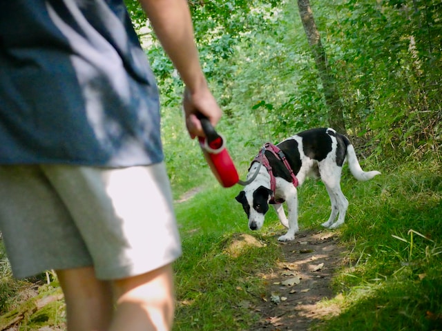 How to Train a Dog to Stop Pulling on the Leash During Walks The Ultimate Guide to Training Your Dog to Walk Nicely on a Leash