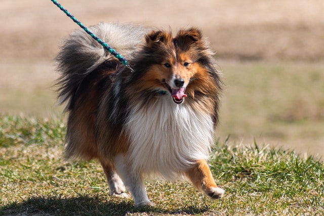 Training your dog to stop pulling on the leash